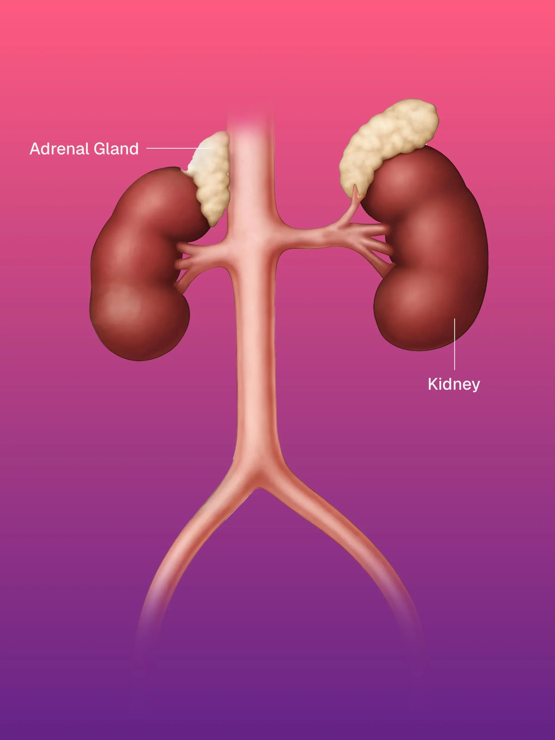 Santral Hat / Kateter