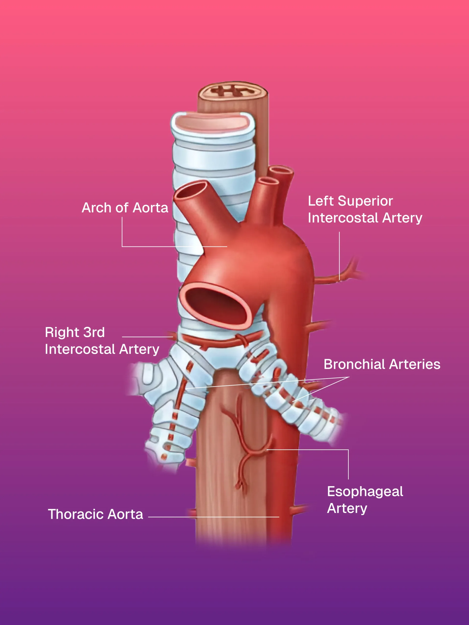 USG ve CT Kılavuzlu FNAC/BİYOPSİ